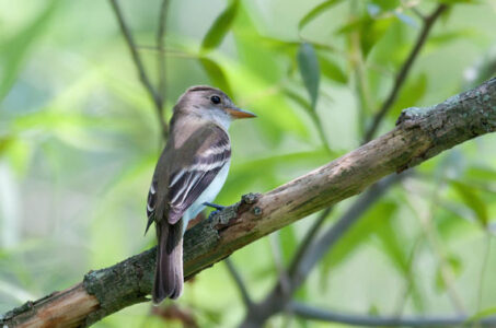 How to Attract Birds to Your Backyard